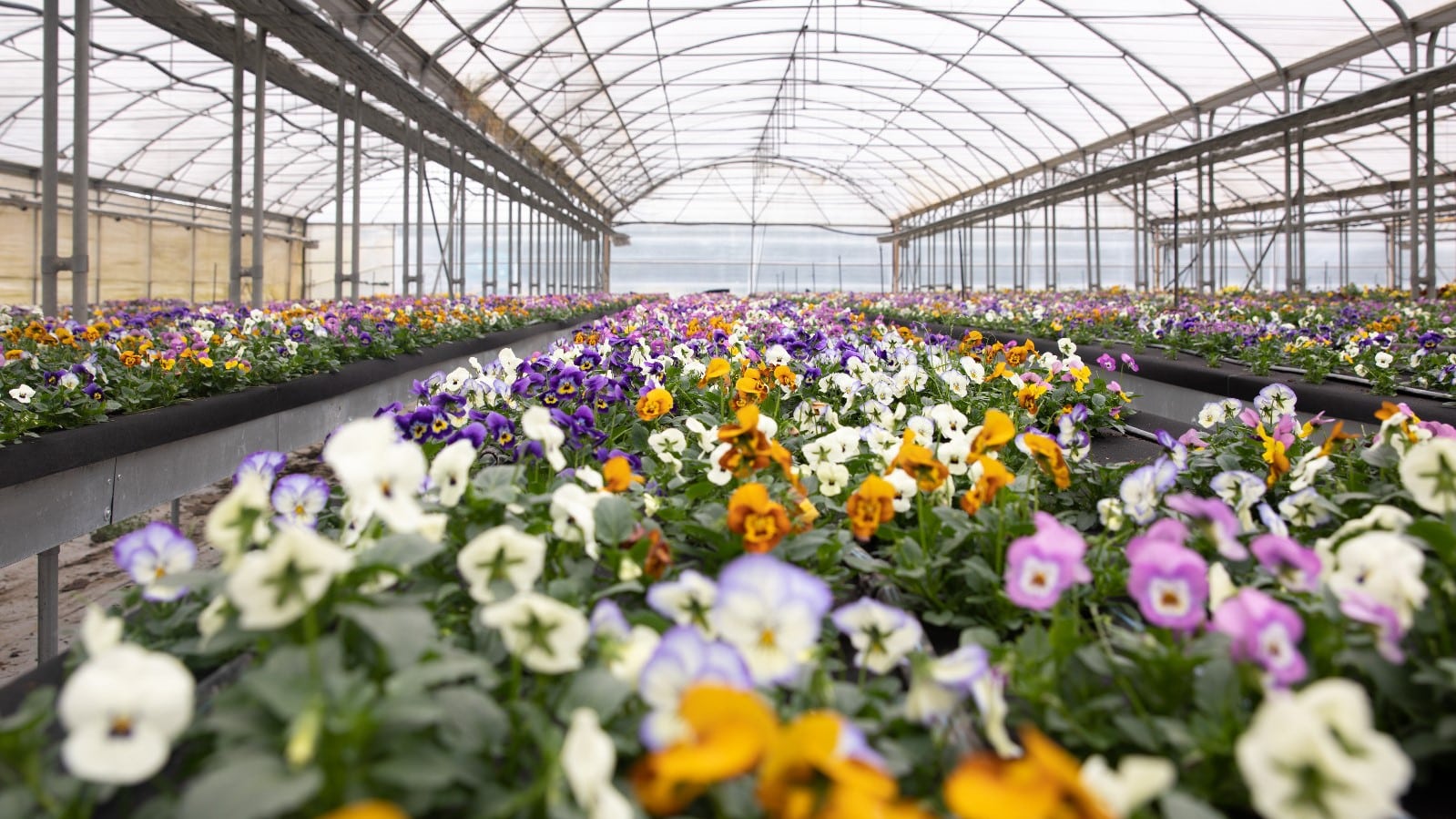 L'insalata dell ORTO-FLORES-COMESTIBLES-macfrut|IMG_20230503_155355|IMG_20230503_155342|IMG_20230503_160057|fiori-eduli-insalata-orto-canalina-2|fiori-eduli-sara-menin-5